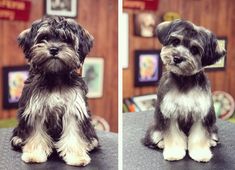 two pictures of a black and white dog sitting on top of a table next to each other