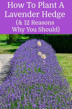 lavender plants with the title how to plant a lavender hedge and 12 reasons why you should