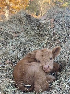 a baby cow laying on top of dry grass