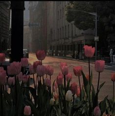 pink tulips are blooming in the middle of a city street at dusk