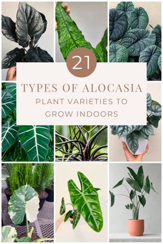 different types of alocasia plant varieties to grow indoors and in the garden with text overlay that reads 21 types of alocasia plant varieties to grow indoors