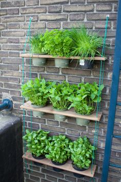 some plants are growing in pots on a shelf