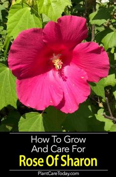 a pink flower with the words how to grow and care for rose of sharon