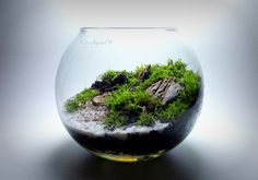 an aquarium with moss and rocks in it