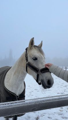 a white horse standing next to a metal fence in the snow on a cloudy day