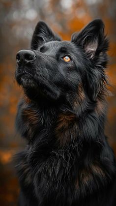 a black and brown dog looking up at the sky with trees in the back ground