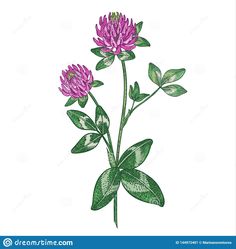 pink flowers with green leaves on a white background royalty illustration