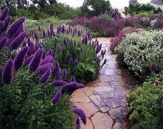 purple flowers are growing on the side of a stone path that runs through a garden