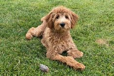 a brown dog laying in the grass next to a pinecone on the ground