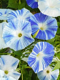 blue and white flowers with green leaves in the background