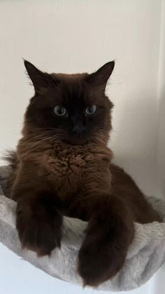 a brown cat sitting on top of a white towel