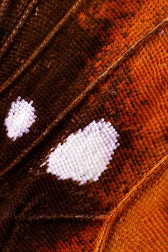 two white dots are seen on the skin of a butterfly's wing, which appears to be brown