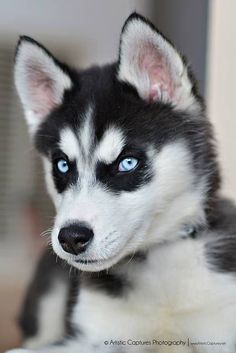 a black and white husky dog with blue eyes