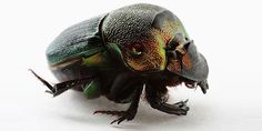 a close up of a beetle on a white surface