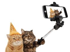 two cats with party hats on their heads taking a selfie photo in front of a cell phone