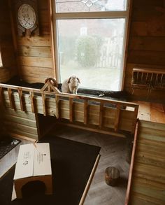 a dog is sitting on a window sill in a room with wood paneling