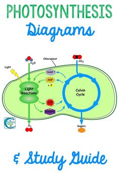 the diagram for photosynthess diagrams and study guide