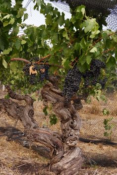 grapes are growing on the vine in an outdoor area with dry grass and fence behind them