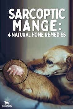 Mange In Dogs, Flea Powder For Dogs, Dogs Types, Dog Mange, Flea Powder, Itchy Dog