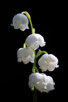 the white flowers are blooming in the dark