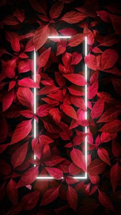 red leaves and neon lights in the shape of a square frame on a black background