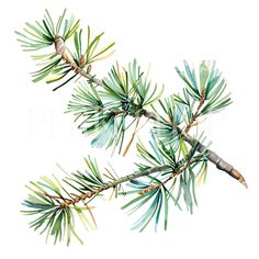 the branch of a pine tree with needles