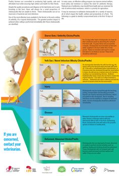 the poster shows how chickens are able to interact with each other in order to learn what they're doing