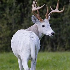 a white deer with large antlers standing in the grass