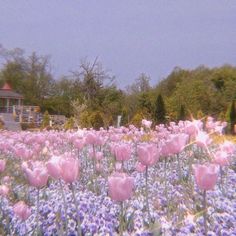 a field full of pink and purple flowers with trees in the background