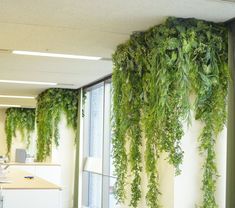 green plants hanging from the ceiling in an office