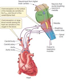 the anatomy of the heart and its major vessels