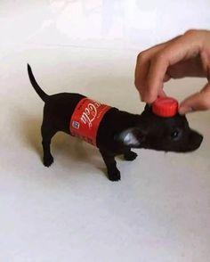 a small black dog with a red cap on it's head is being fed by a person