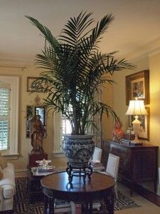 a large potted plant sitting on top of a wooden table in a living room