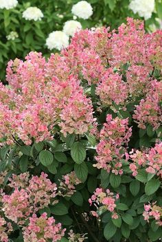 pink flowers are blooming in the garden