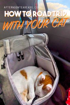 an orange and white cat sleeping in the back of a car with text overlay reading how to road trip with your cat