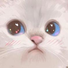 a white cat with blue eyes and stars on its nose