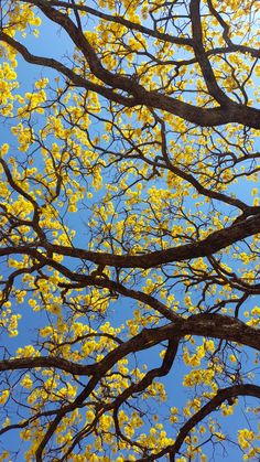 tree branches with yellow flowers against a blue sky