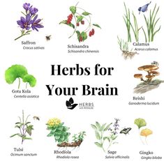 the words herbs for your brain written in different languages