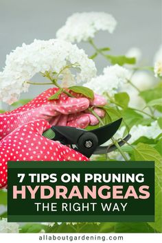 flowers and gardening shears with text overlay 7 tips on pruning hydrangeas the right way