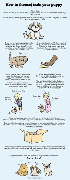 an info sheet describing how to train your puppy