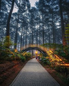 a walkway in the middle of a forest with lights on it and trees lining both sides