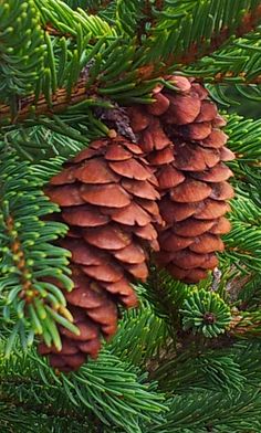 some pine cones are hanging from a tree