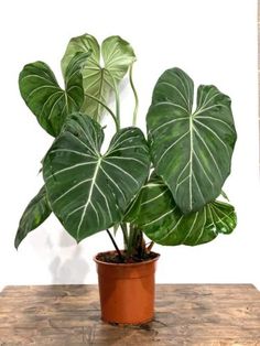 a potted plant sitting on top of a wooden table