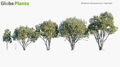 Melaleuca Quinquenervia 3D Model Melaleuca Quinquenervia, Perfect Model, Common Names, Landscape Trees, Tea Tree, 3ds Max, Trees To Plant, Cosmos, Landscape Design