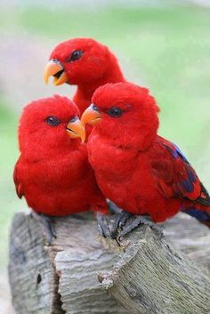 two red birds sitting on top of a wooden post with caption that reads, australian crimson rosellas