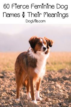 a brown and white dog standing on top of a dirt field