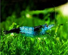 a blue and black shrimp in some green grass