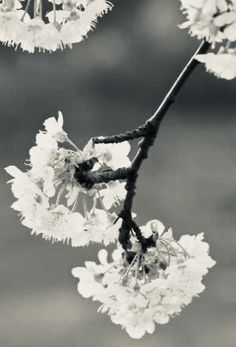 black and white photograph of flowers on tree branch