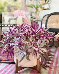 a potted plant sitting on top of a pink and white checkered table cloth