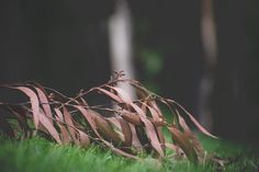 the grass is green and brown with thin leaves on it, along with some trees in the background